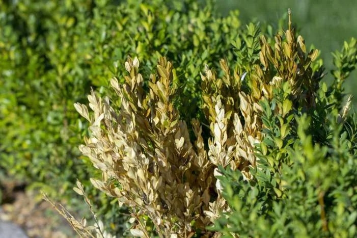 Buchsbaum mit welken Blättern